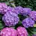 Гортензия ГАМБУРГ крупнолистная в Жодино