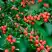 Кизильник горизонтальный в Жодино