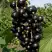 Смородина чёрная ВИНОГРАДНАЯ в Жодино
