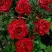Роза РЕД ИНТУИШН чайно-гибридная в Жодино