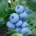 Голубика ТОРО в Жодино