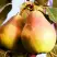 Груша СЛАДКАЯ ИЗ МЛИЕВА в Жодино