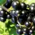 Смородина чёрная ДЕЛИКАТЕСНАЯ в Жодино