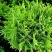 Туя ДАНИКА западная в Жодино