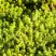 Очиток (седум) ЙЕЛЛОУ КВИН едкий в Жодино
