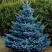 Ель МАДЖЕСТИК БЛЮ колючая в Жодино