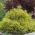 Кипарисовик ГОЛДЕН МОП горохоплодный в Жодино