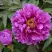 Пион ЛИЛОВАЯ ФАНТАЗИЯ древовидный в Жодино