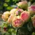 Роза ПИТАХАЙЯ чайно-гибридная в Жодино