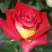 Роза ФРЕНДШИП чайно-гибридная в Жодино