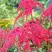 Астильба РЕД ЧАРМ Арендса в Жодино