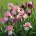 Ирис БЛАШИНГ ПИНК бородатый в Жодино