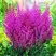 Астильба ПЕПЛ РЕЙН гибридная в Жодино