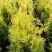 Туя ГОЛДЕН БРАБАНТ западная в Жодино