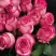 Роза КАРУСЕЛЬ чайно-гибридная в Жодино