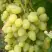 Виноград ЗАРНИЦА в Жодино