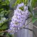 Глициния макростахия БЛЮ МУН в Жодино