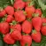 Клубника САН АНДРЕАС ремонтантная в Жодино
