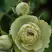 Роза ГРИН ДАЙМОНД миниатюрная в Жодино