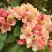 Рододендрон ФЛАУТАНДО в Жодино