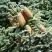 Пихта благородная в Жодино