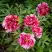 Пион РЕД ВИЗ ПИНК древовидный в Жодино