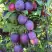 Слива БЛЮ СВИТ колонновидная в Жодино