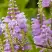 Физостегия РОЗЕЯ виргинская в Жодино