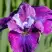 Ирис СИ Я ЛЕЙТЕР сибирский в Жодино