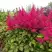 Астильба САННИ ДЕЙ гибридная в Жодино