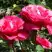 Роза ВИЕН РОУЗ чайно-гибридная в Жодино