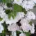Клематис ИННОСЕНТ БЛАШ в Жодино