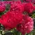 Пион БЕЛГРАВИЯ травянистый в Жодино