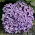 Гортензия АИША крупнолистная  в Жодино