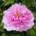 Пион ПРОЗРАЧНАЯ РОСА древовидный в Жодино