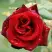 Роза ТАБУ чайно-гибридная в Жодино
