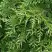 Туя СМАРАГД ВАРИЕГАТА западная в Жодино