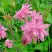 Аквилегия БАРЛОУ ПИНК гибрид МакКаны в Жодино