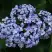 Гортензия АИША крупнолистная  в Жодино