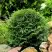 Туя ДАНИКА западная в Жодино