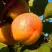 Абрикос СПАДЧЫНА в Жодино