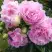 Пион ДИННЕР ПЛЕЙТ травянистый в Жодино