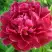 Пион КИТАЙСКИЙ ШЕЛК травянистый в Жодино