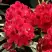 Рододендрон МАТАДОР в Жодино