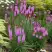 Лиатрис РОЗЕА колосковая в Жодино