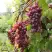 Виноград КИШМИШ ЗАПОРОЖСКИЙ в Жодино