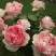 Роза ФИЛИНГ чайно-гибридная в Жодино