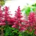 Астильба ЮНИК КАРМИН гибридная в Жодино