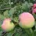 Яблоня УТРО в Жодино