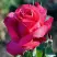 Роза ВИЕН РОУЗ чайно-гибридная в Жодино